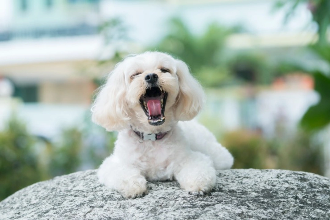 Complete Guide: What Is a Shihpoo Dog?