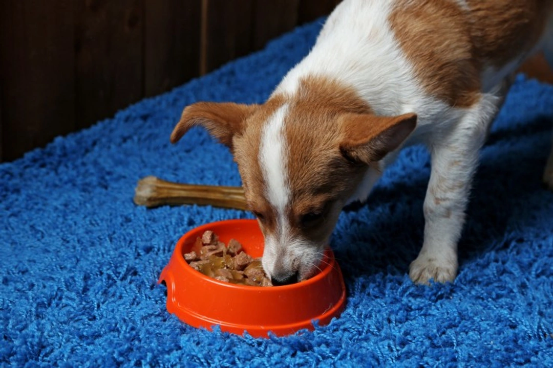 Best Dog Food for Colitis: Top Diet Picks & Feeding Tips