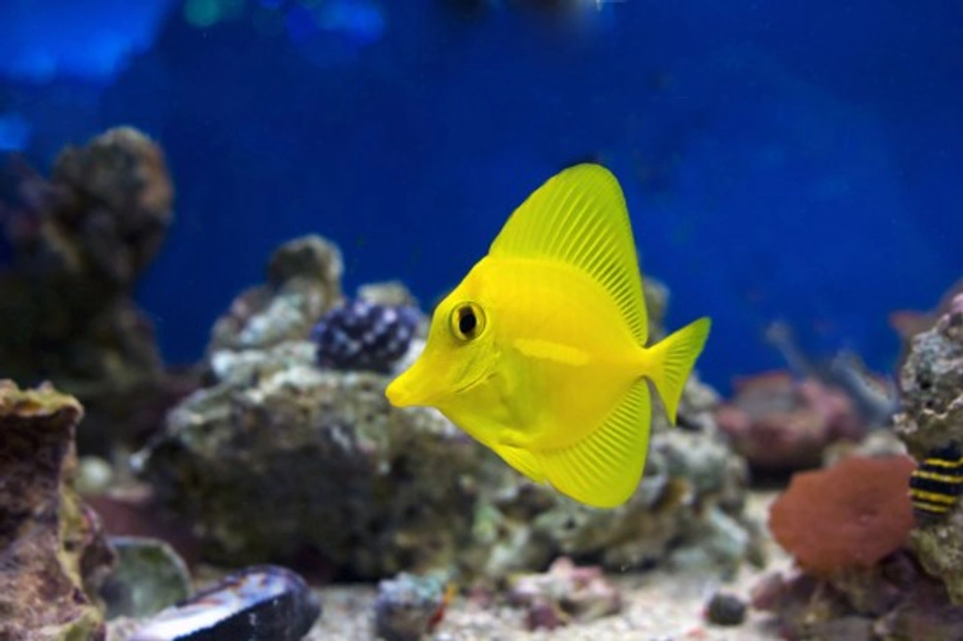 Keeping marine fish: Is it really as difficult as it seems?