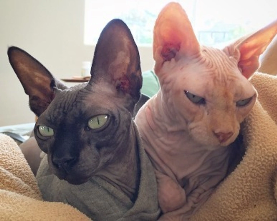 Gatti senza pelo: razze e costo