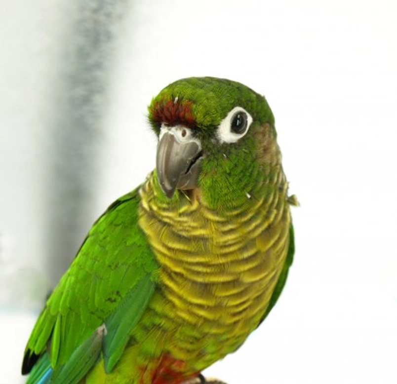 The Green Cheeked Conure: A Complete Care Guide