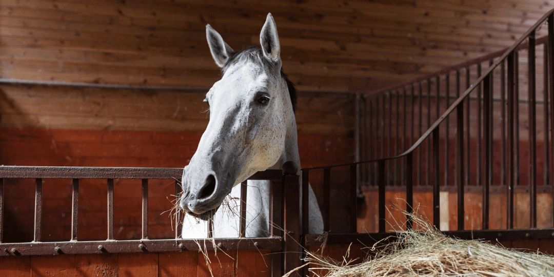 Tryggt nyår i stallet