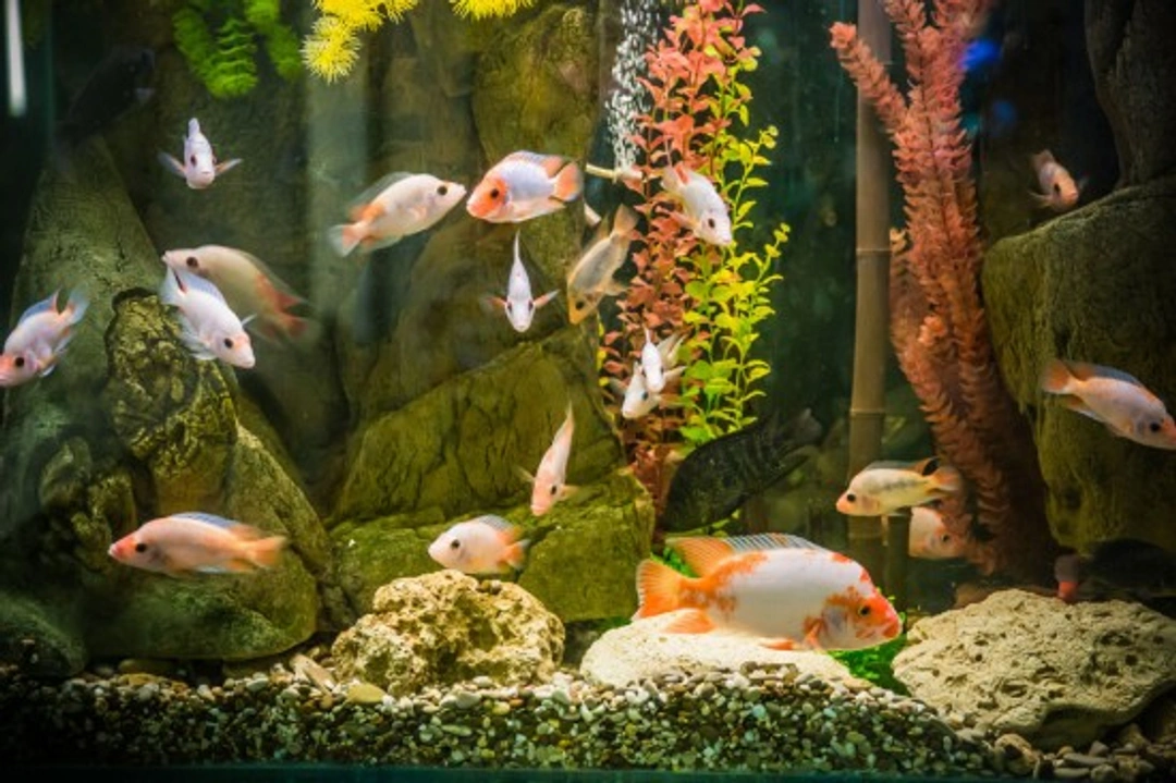 Comprehensive Fish Care Guide for New UK Fish Owners