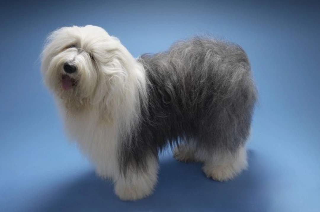 Old English Sheepdog Health: Hereditary Issues & Testing