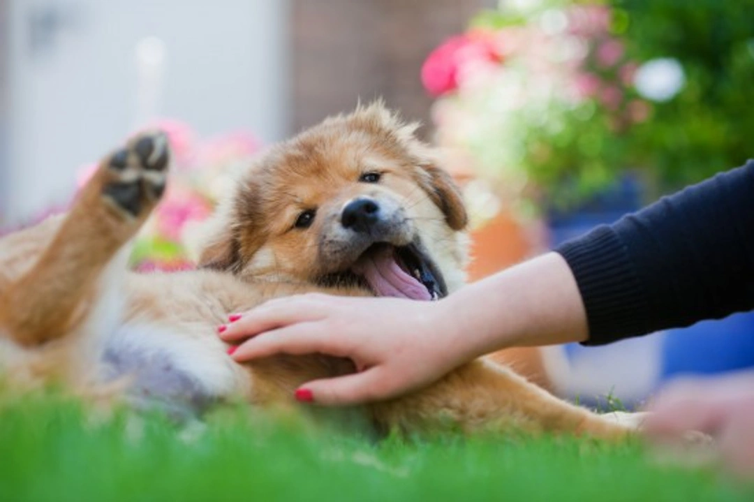 The importance of companionship and quality time for dogs