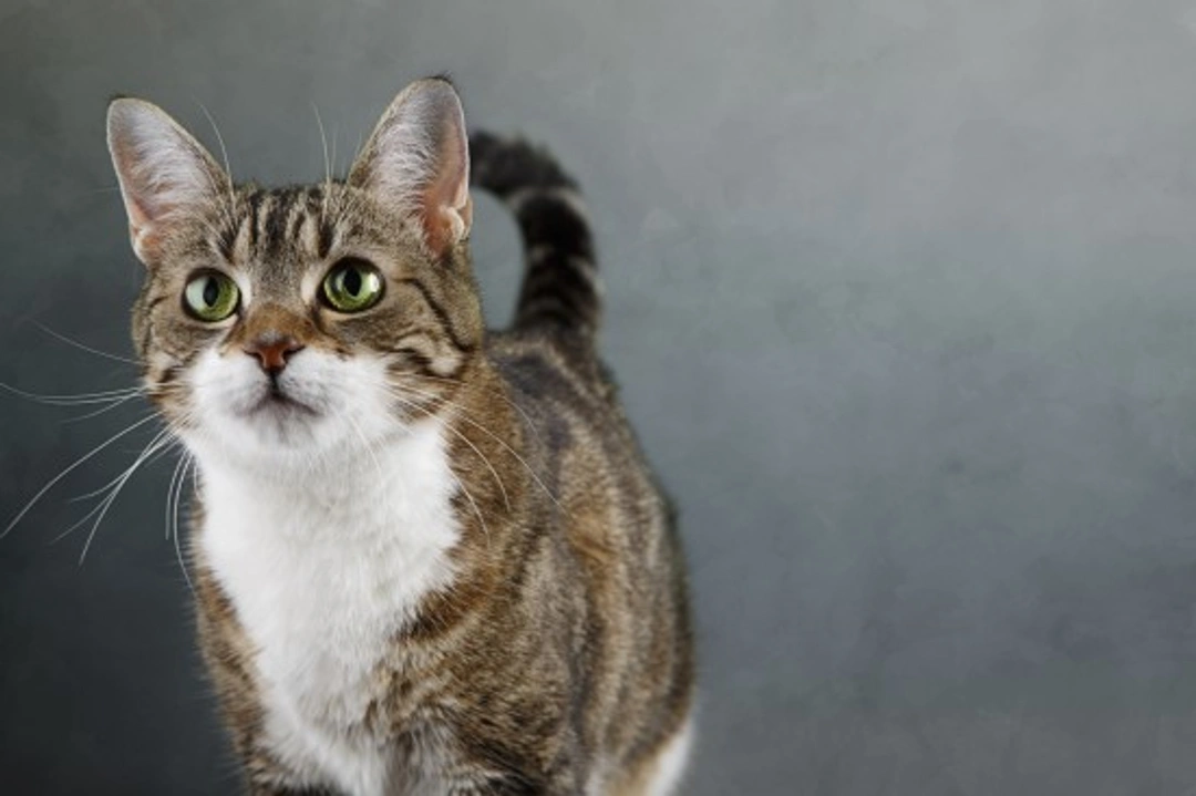 Signs Your Cat May Be Suffering From a Urinary Tract Infection