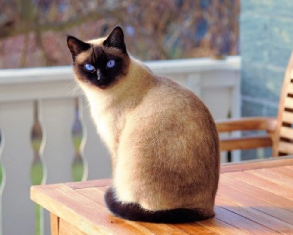 Microchip gatto: costo e quando metterlo. Ma è obbligatorio?