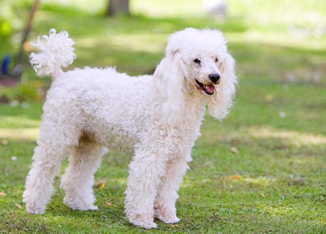 Common Skin and Coat Problems in Poodles: Causes and Care