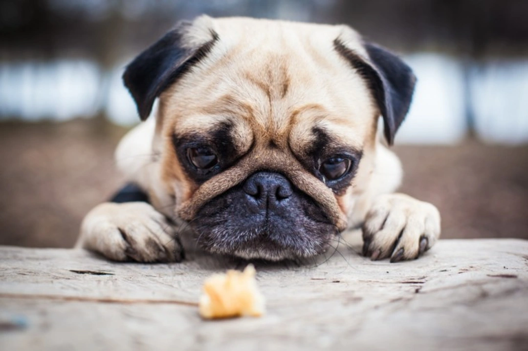 3 Best Alternative Dog Breeds to the French Bulldog