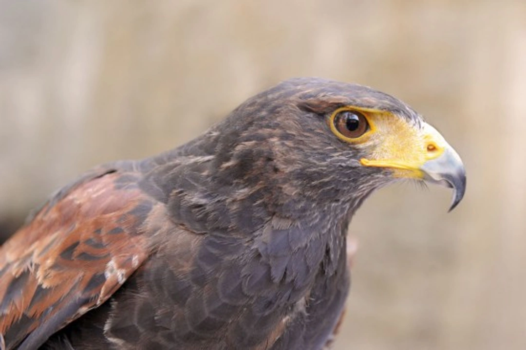 Falconry Explained: Ancient Art of Hunting with Birds of Prey