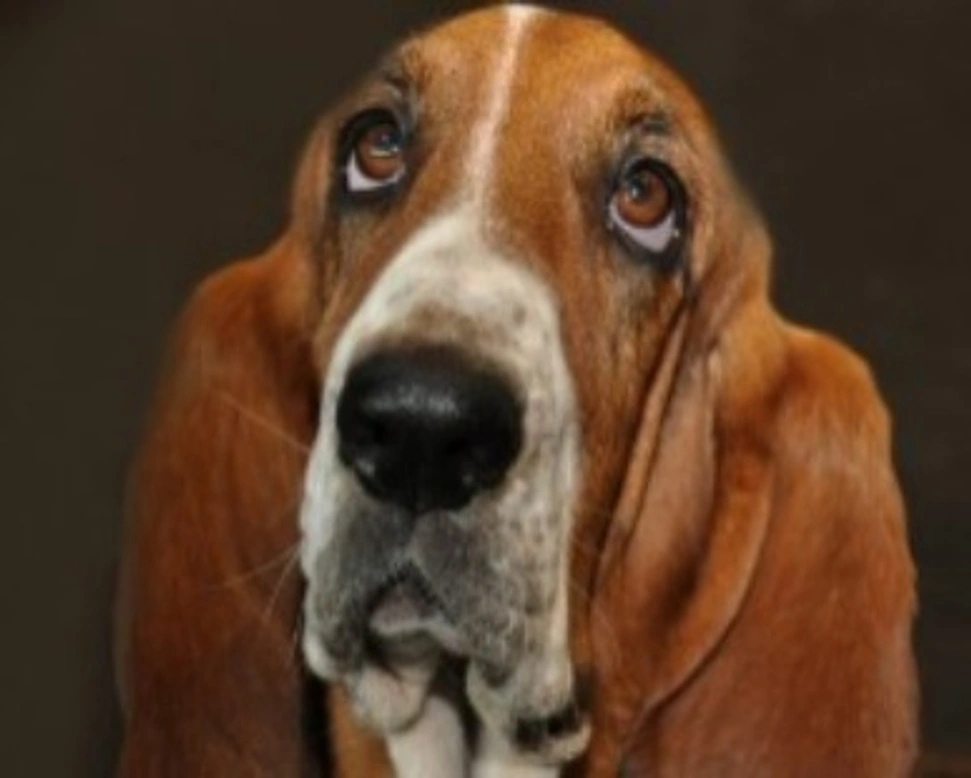 Leggende metropolitane sui cani