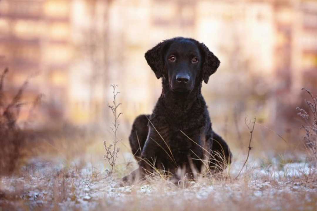 Curly Coated Retriever Health, Longevity & Genetic Diversity