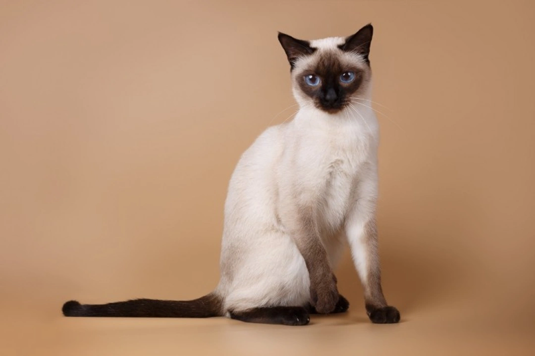 10 Things to Know Before Buying a Siamese Cat