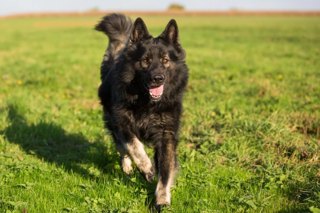 Ehrlichiosis in Dogs: Symptoms, Diagnosis & Prevention