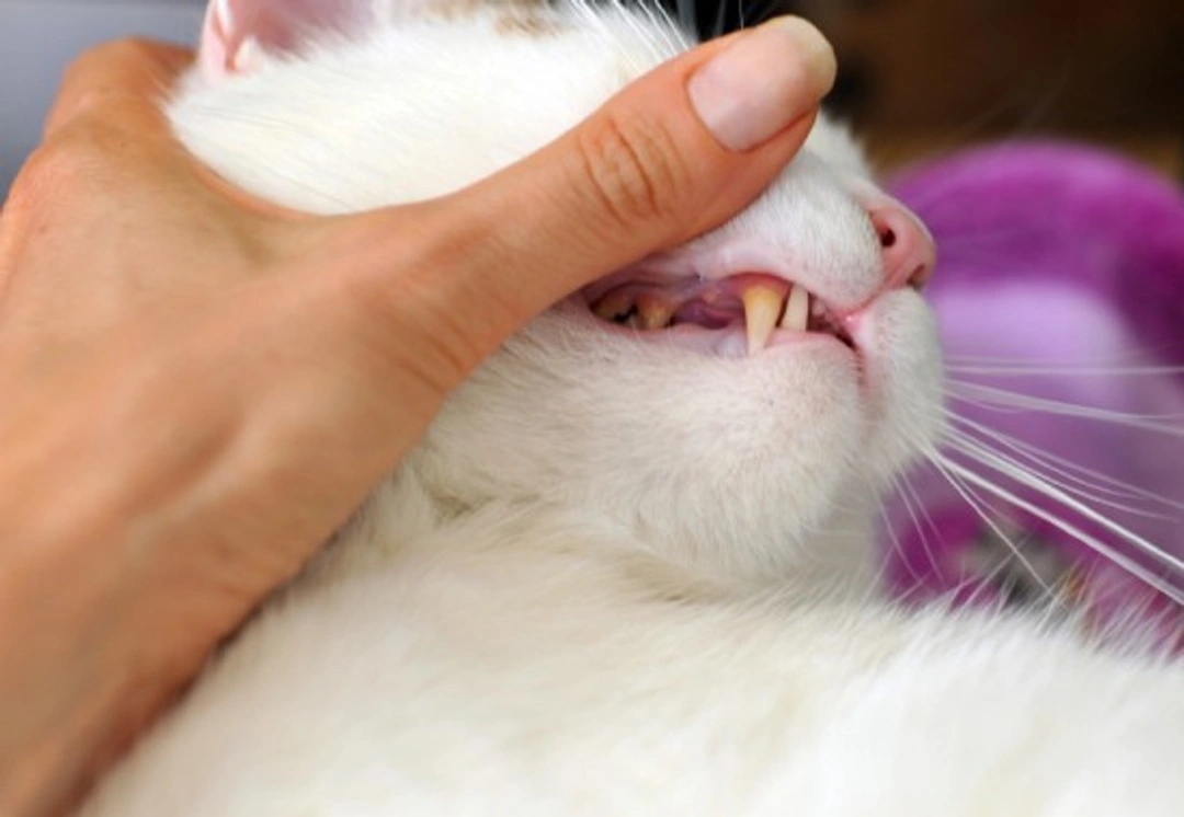 Comprehensive Guide to Dental Problems in Cats