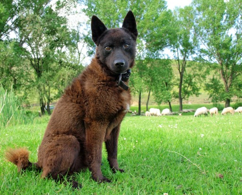 Enfermedad de Chagas en perros: ¿un problema en España?