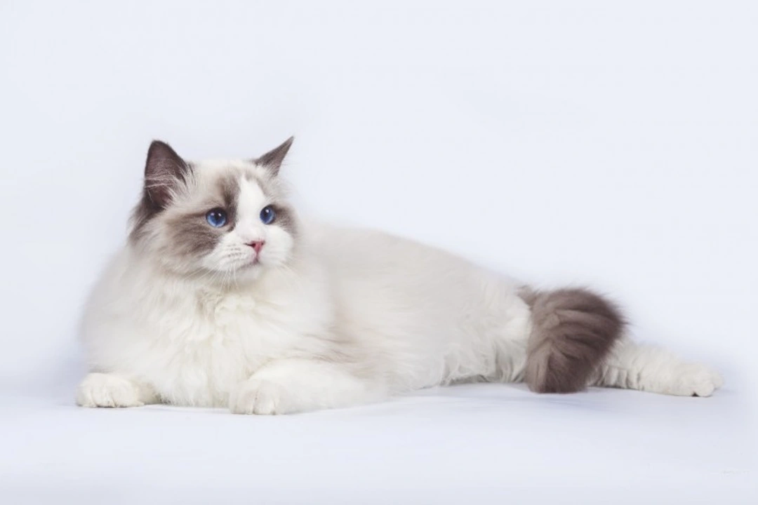 Popular Cat Breeds and Their Health Issues: 2025 Update