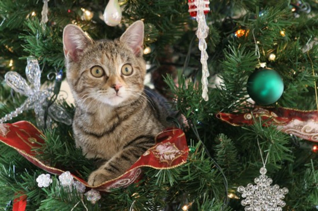 10 Essential Tips to Make Your Christmas Tree Cat-Proof
