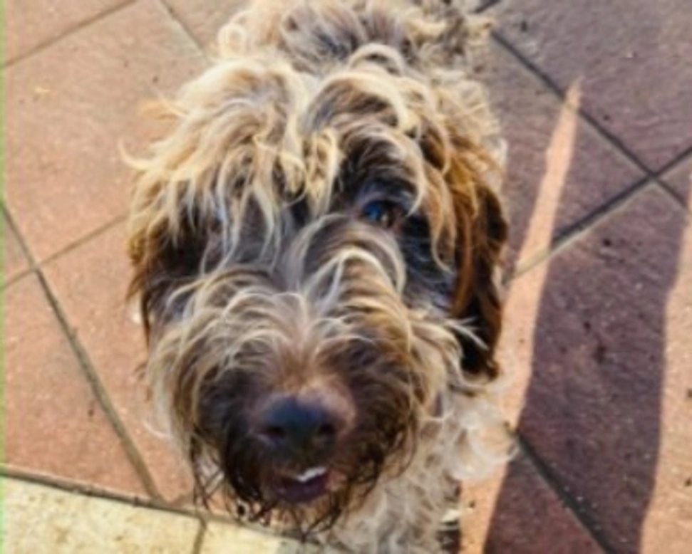 Adozioni cani: la storia di Mercury, un incrocio Lagotto