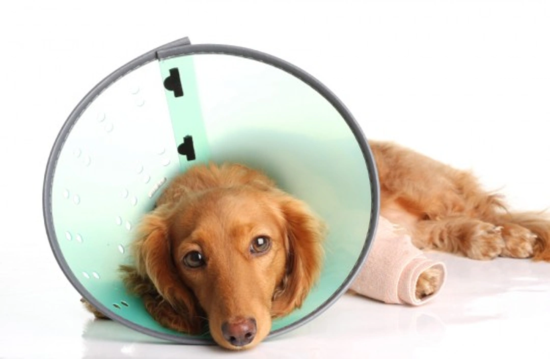 5 Essential Steps for Post-Operative Care of Cats and Dogs