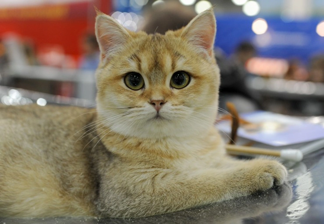 Cat Show Judging Explained: How It Works and What to Expect