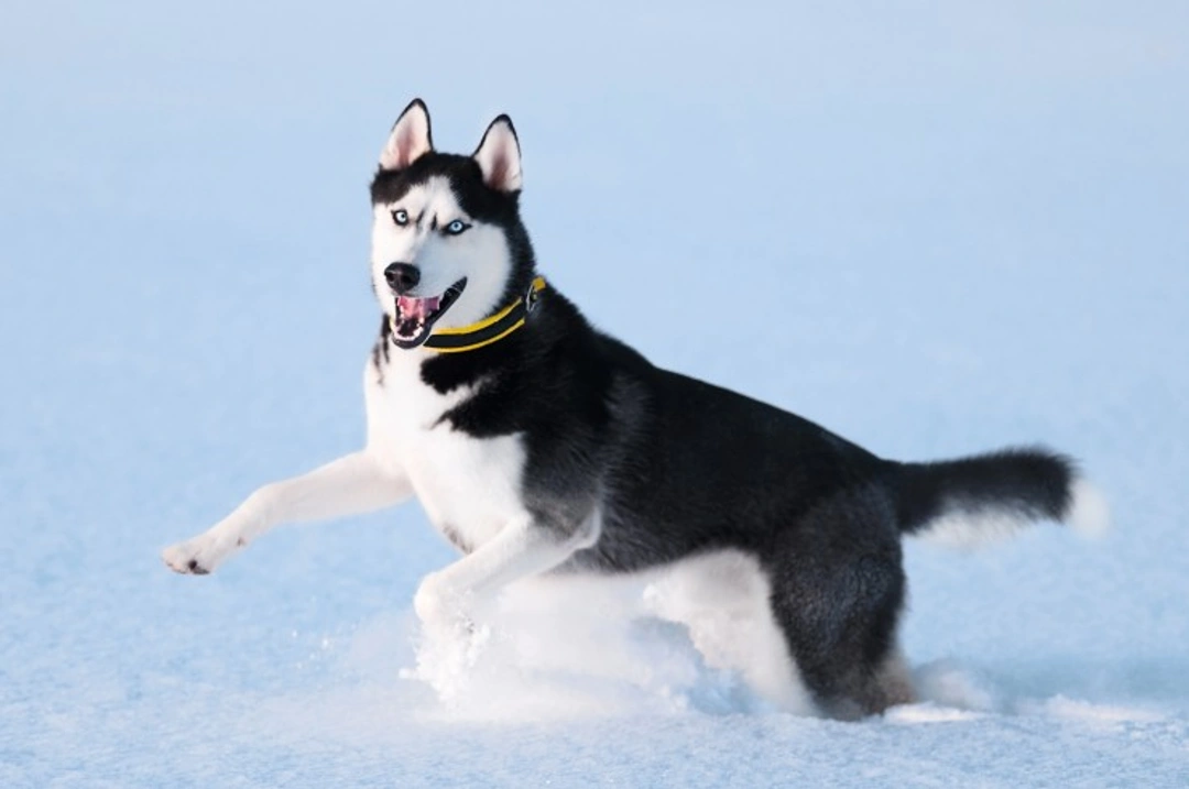 7 Traits Showing Why Siberian Huskies Thrive in Cold Weather