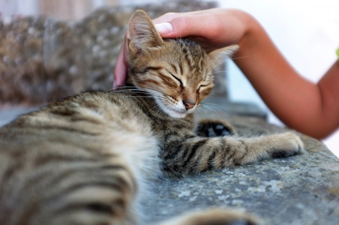 How cats use scent to communicate with you and others