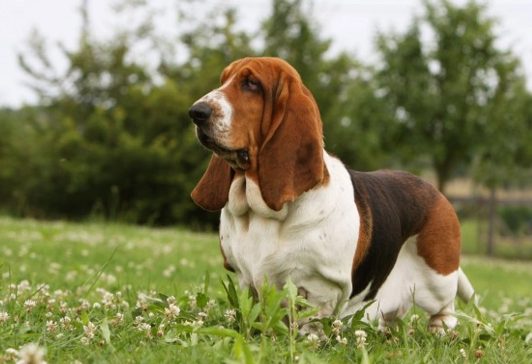 Lymphoma in dogs: causes, symptoms and treatment guide