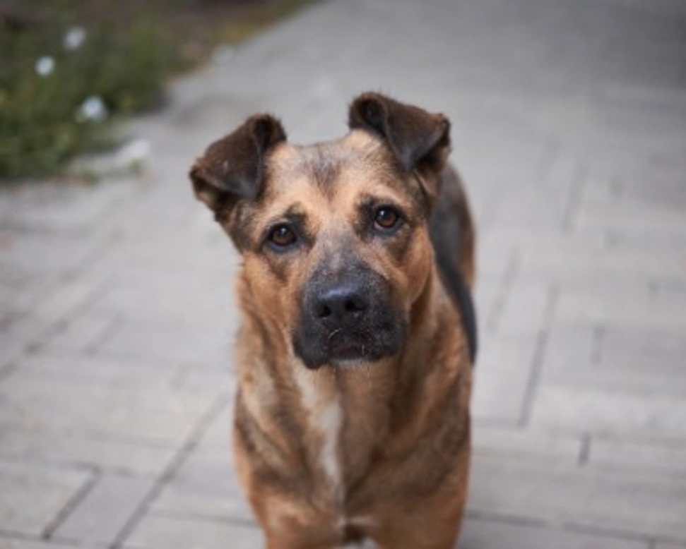 Associazioni animali: Amici con la coda