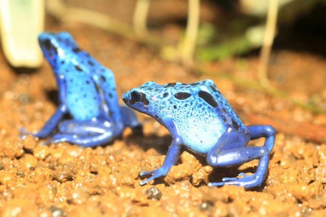 Poison Dart Frogs: Care, Setup & Breeding Guide