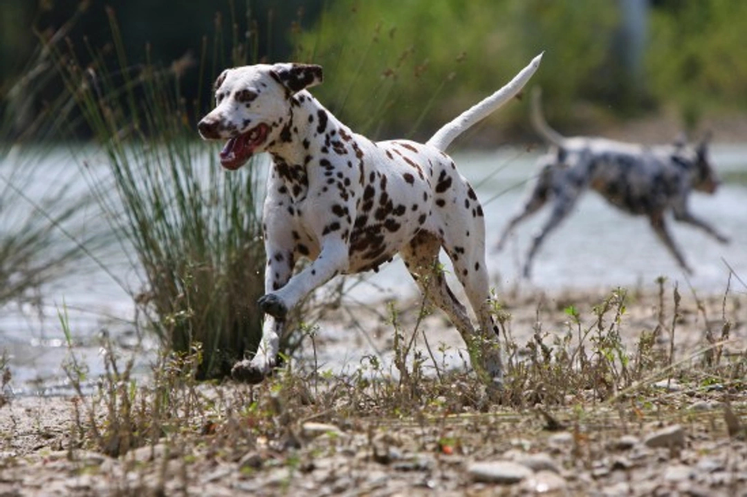 Troubleshooting ticks on dogs: identification and removal guide