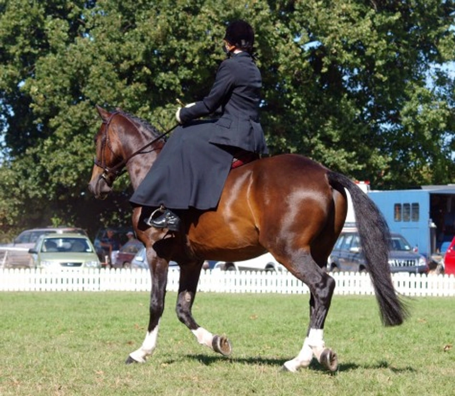 Introduction to Side Saddle Riding: A Timeless Equestrian Skill
