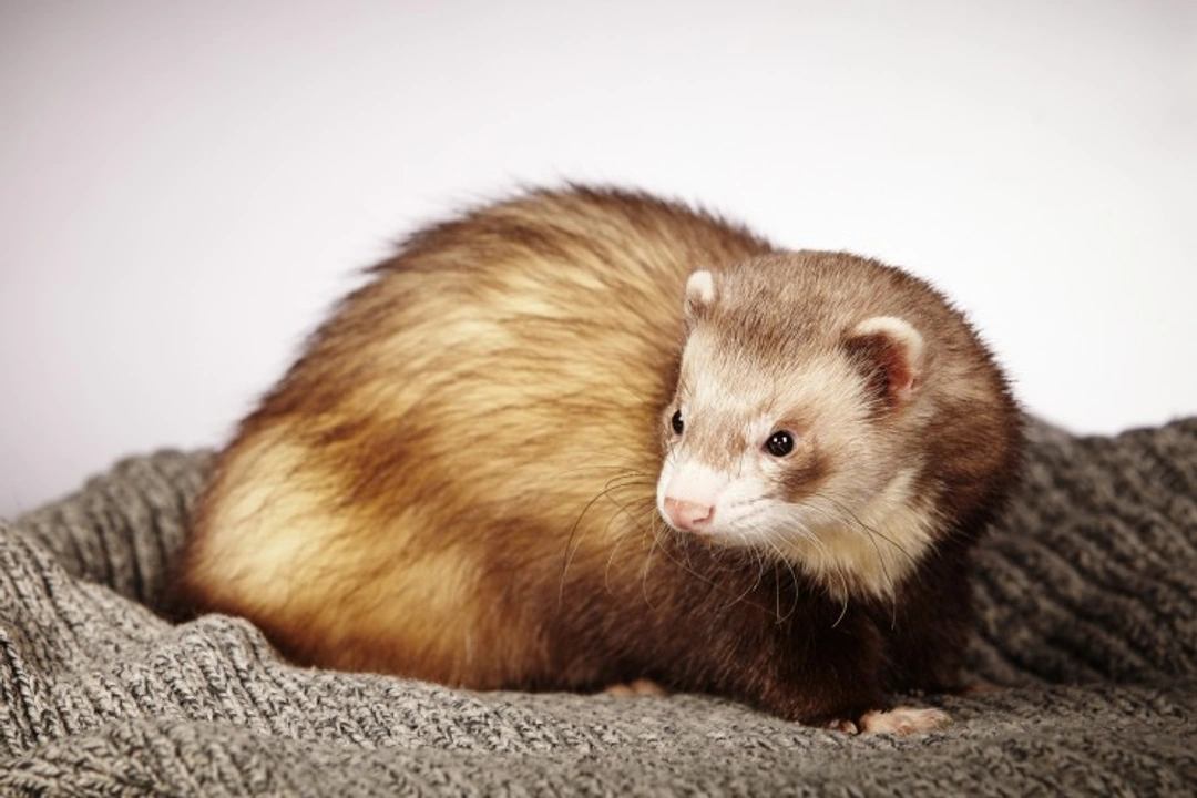 Adrenal Disease in Ferrets: Causes, Symptoms & Treatment
