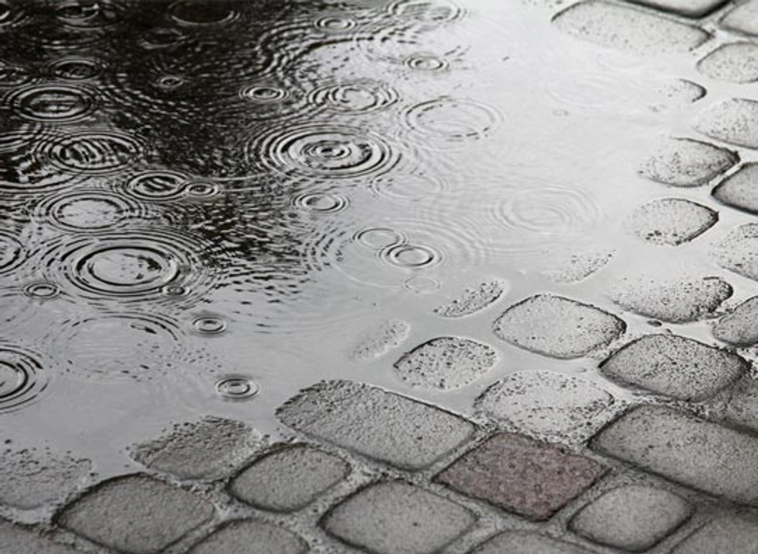 Het drinken van ondiep slootwater of stilstaand water giftig voor honden