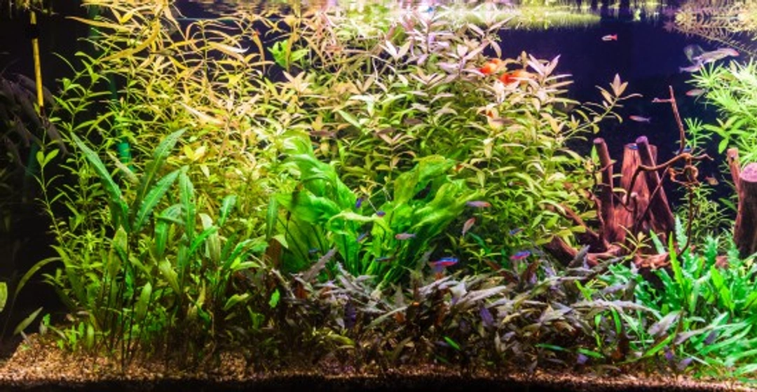 The planted tank: Complete guide to growing underwater plants