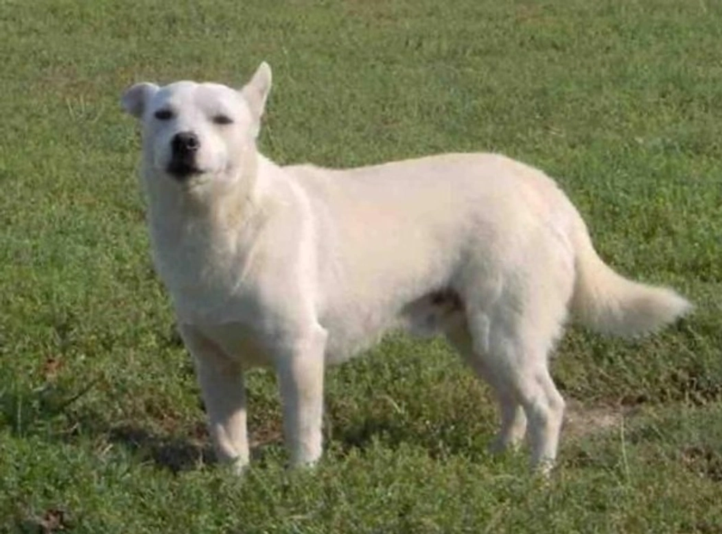 The Alopekis: Charming Ancient Greek Dog Breed