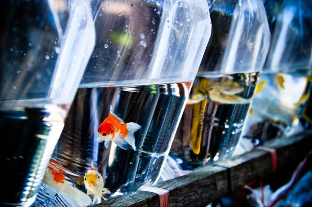 Safe and Comfortable Ways to Transport New Fish