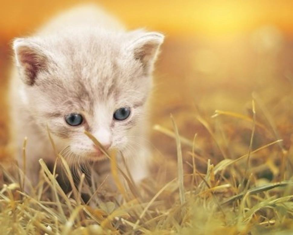 Cuccioli di gatto, come comportarsi i primi giorni