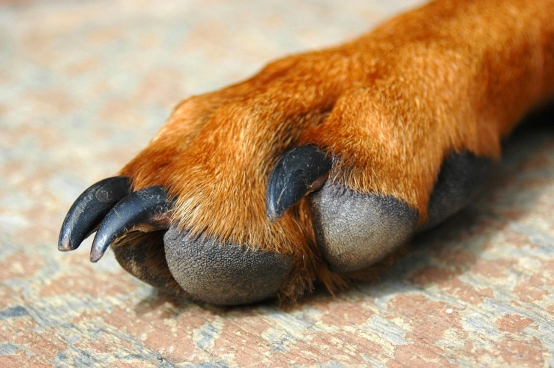 What to Do If Your Dog’s Claw Bleeds When Trimming Nails