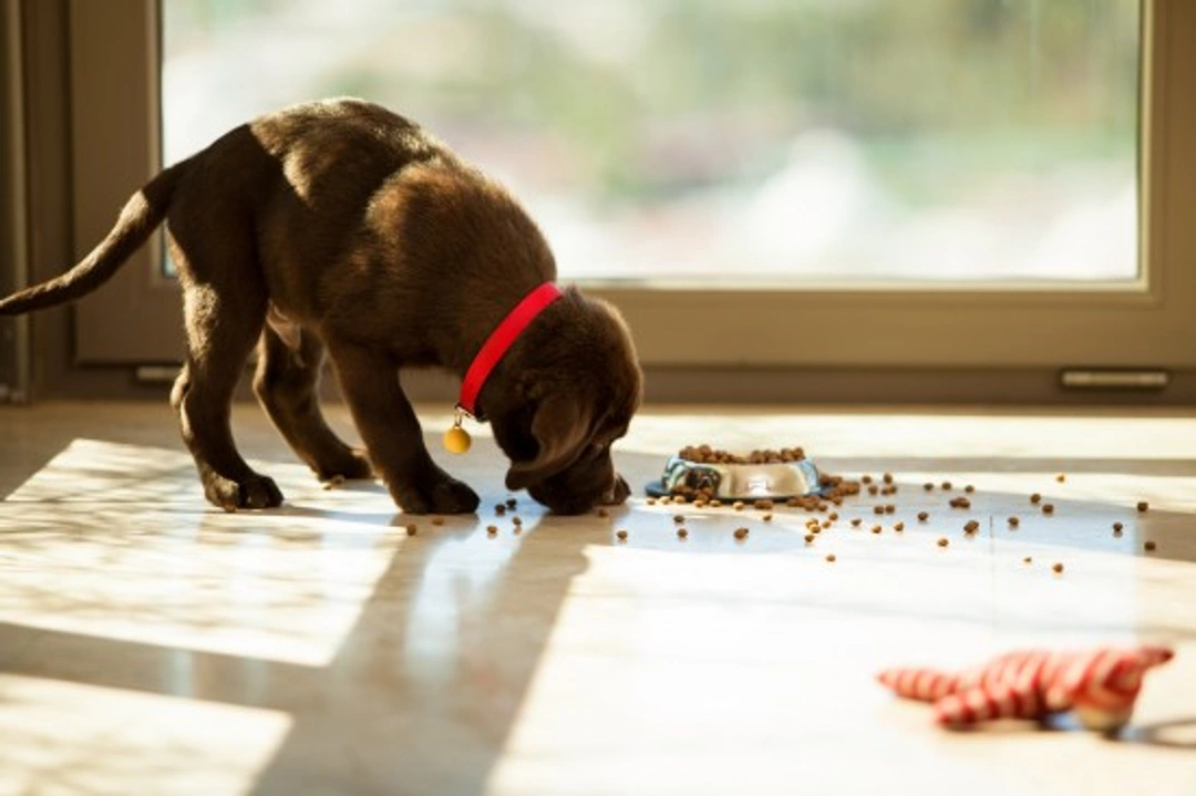 Effective Tips for Dealing with a Messy Dog Eater