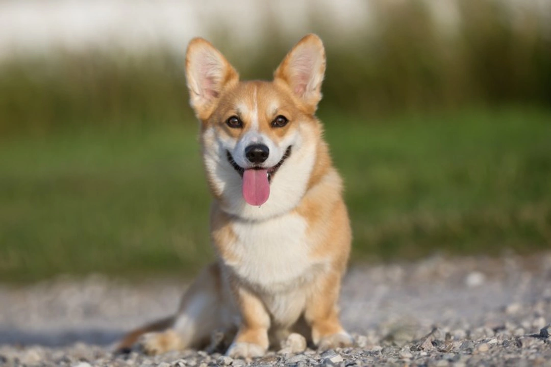 Autoimmune Hypothyroiditis in Dogs: Causes, Signs & Treatment