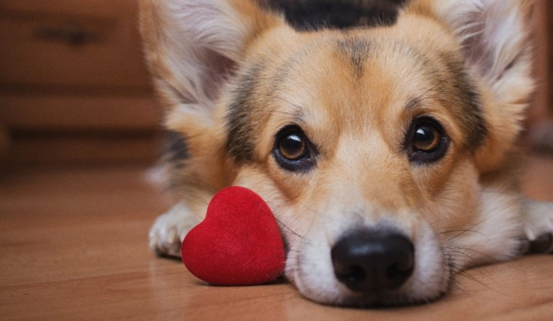Valentine’s Day Dogs & Chocolate: 5 Easy Risks to Avoid