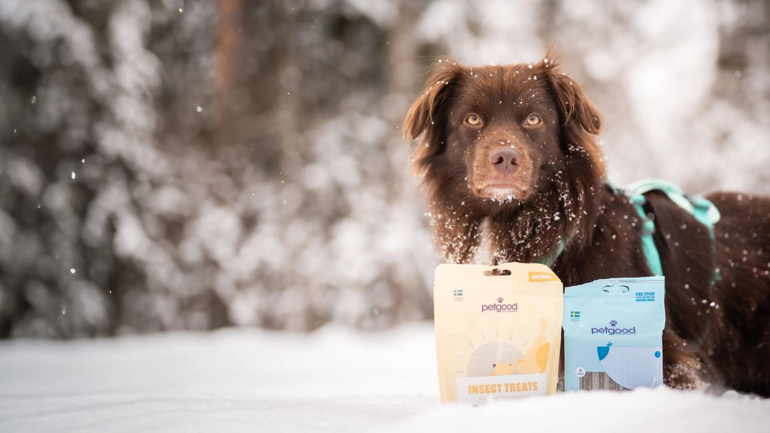 Guide till en trygg julafton för de fyrbenta