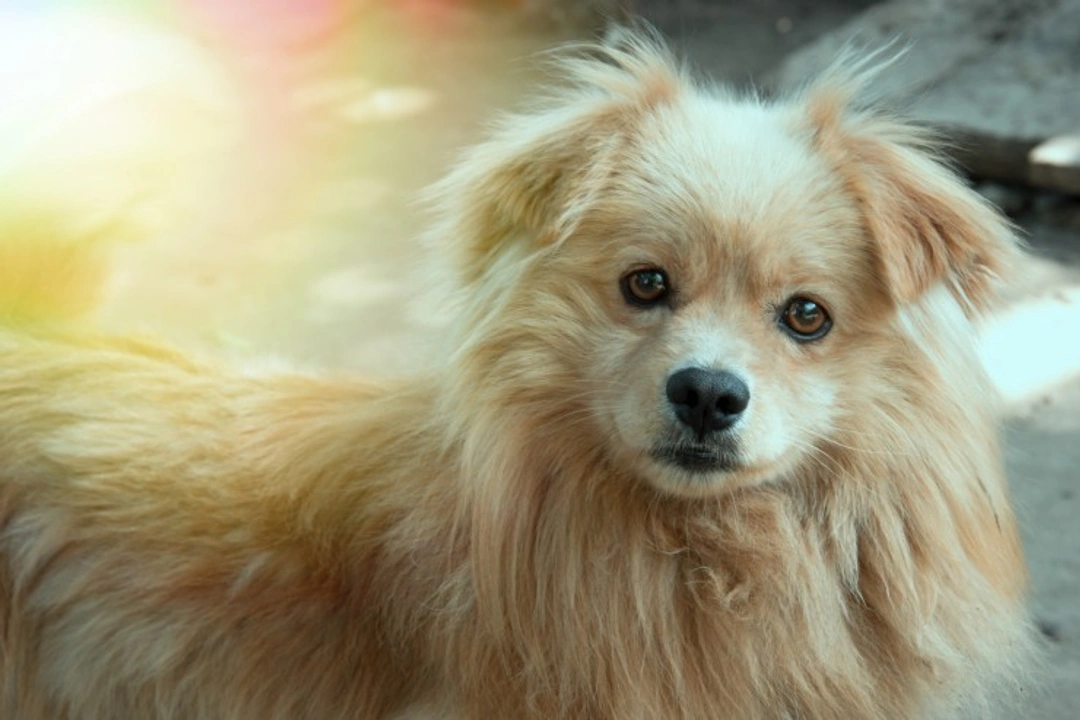 Pyelonephritis in Dogs: Symptoms, Causes & U.S. Treatment Guide