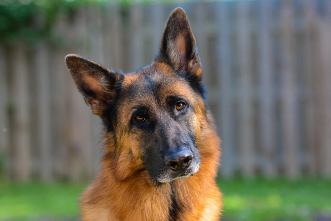Renal cystadenocarcinoma DNA Testing in German Shepherds