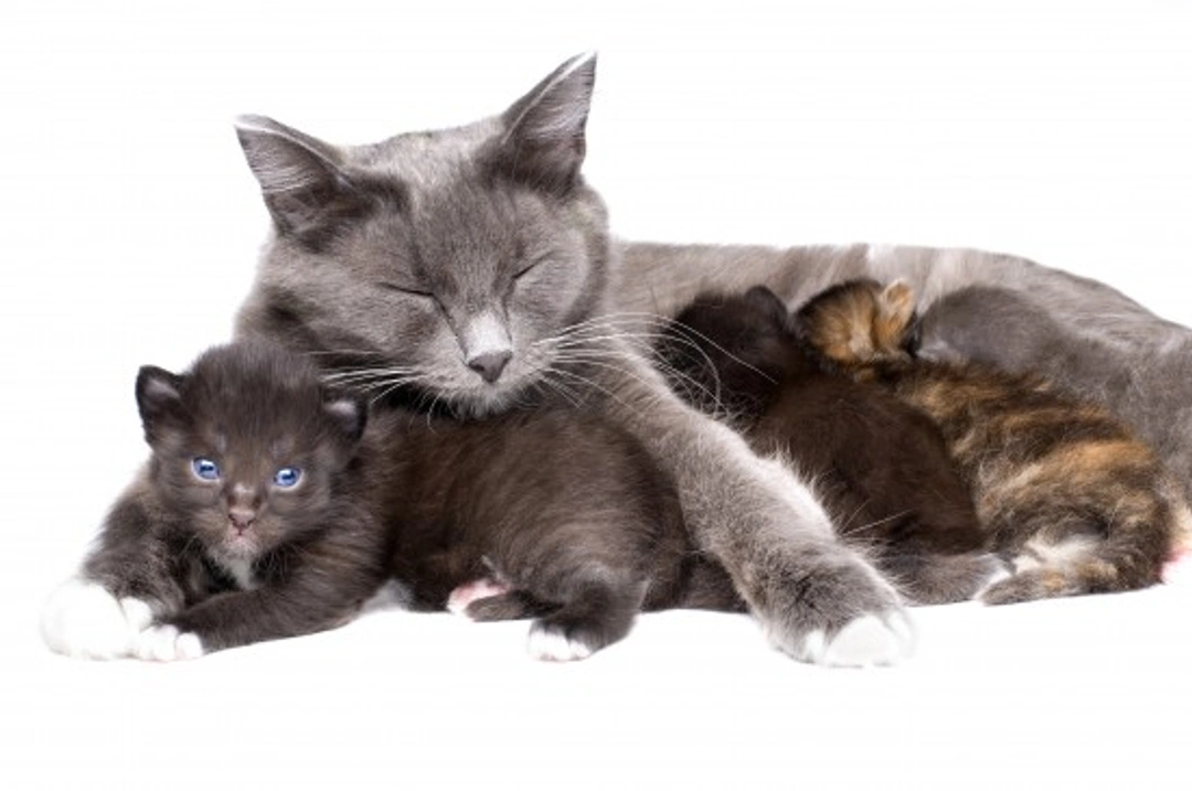Cat Breeding: Arrival and Care of Your New Kittens