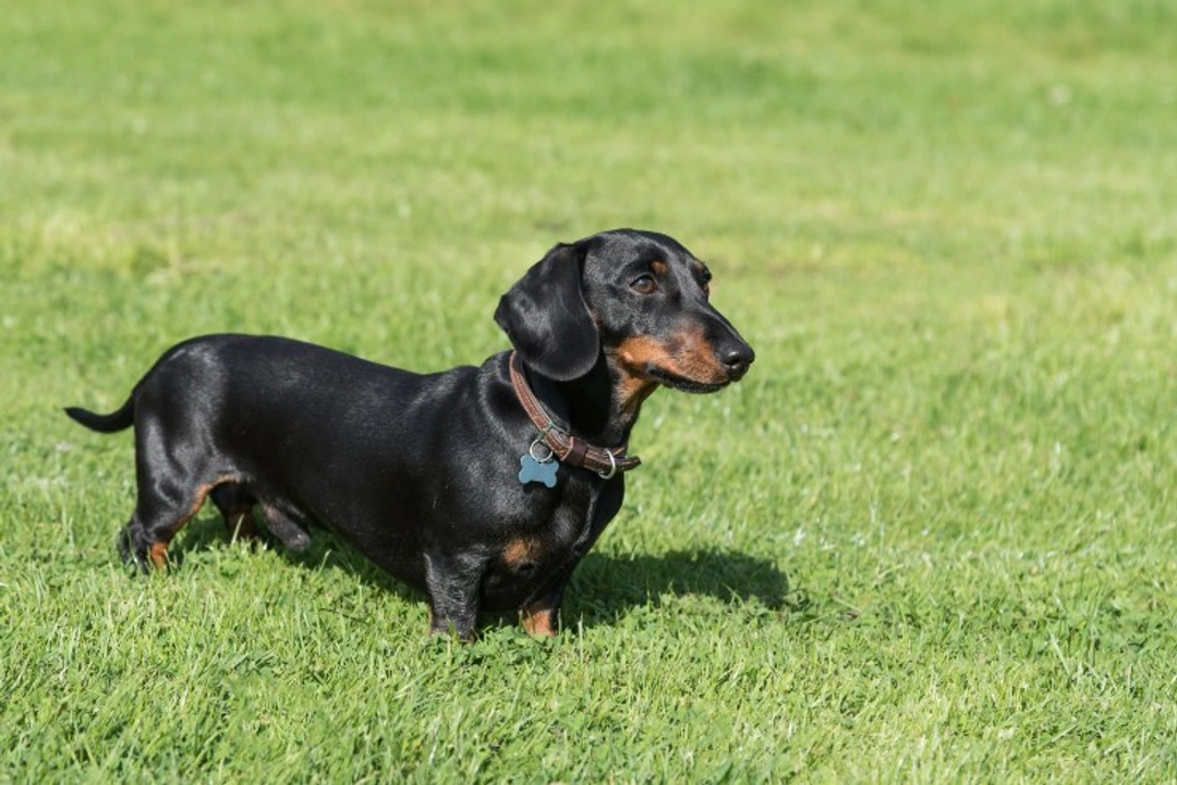5 Dog Breeds Known for Canine Dwarfism Explained