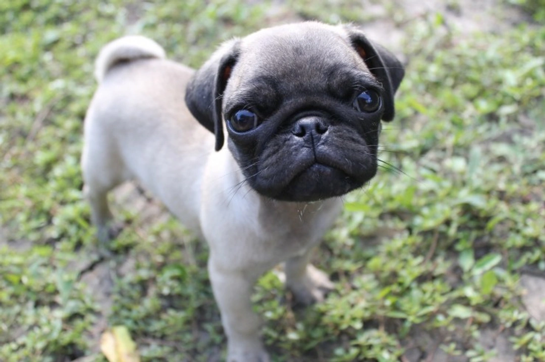Pugs and Breathing Issues: Causes & Care Tips