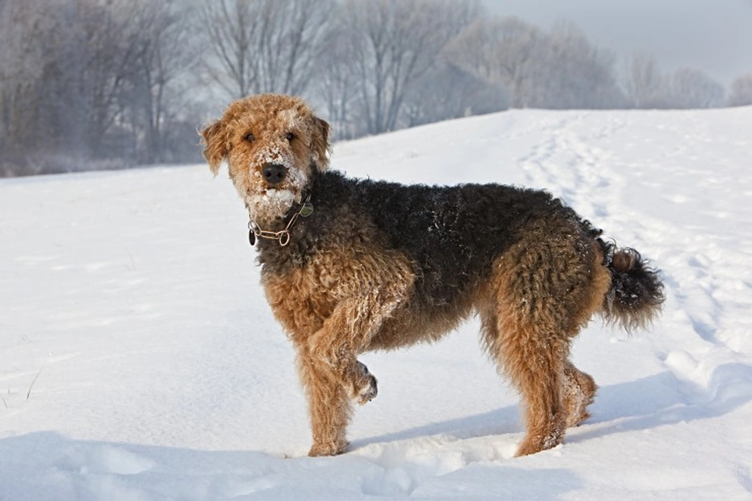 Spondylosis Deformans: Understanding Your Dog’s Spine Disorder