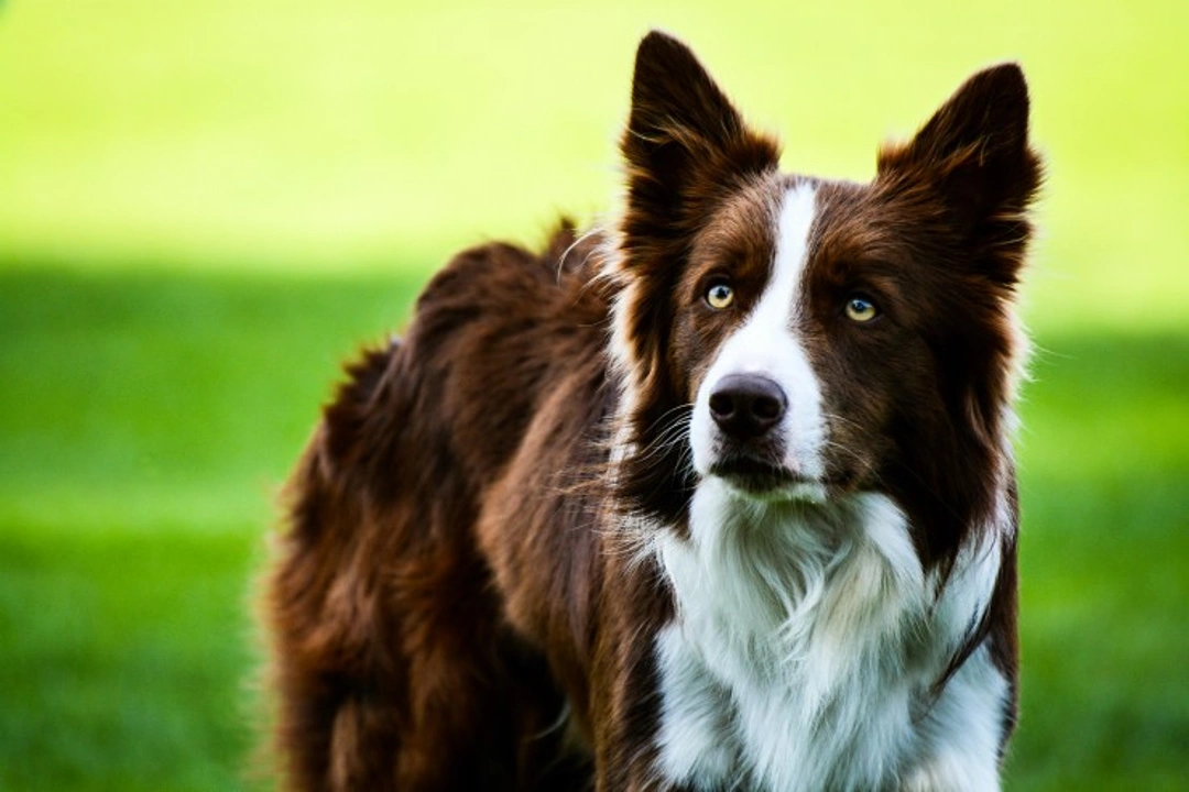 Glaucoma and goniodysgenesis DNA testing for Border Collies